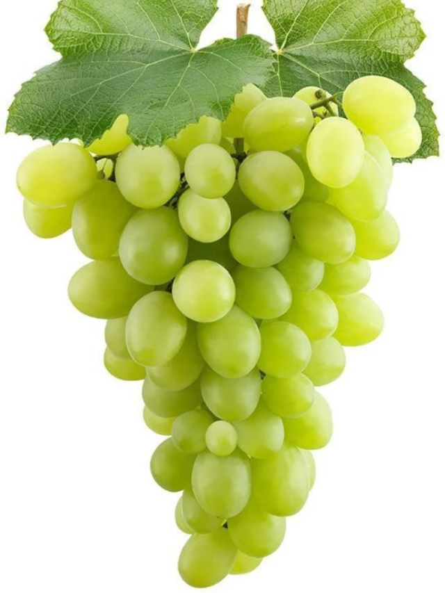 grapes-ichchekutum