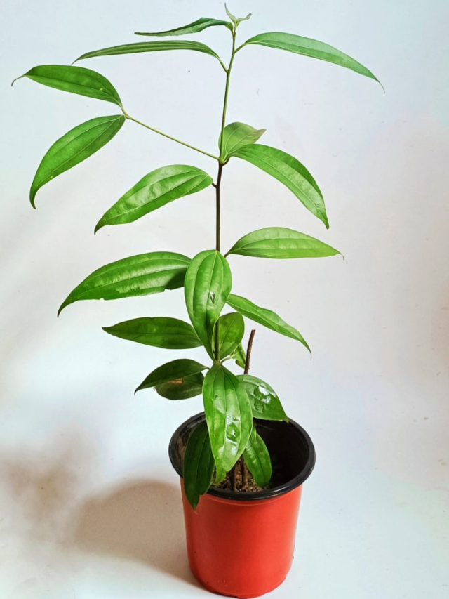 Ichchekutum