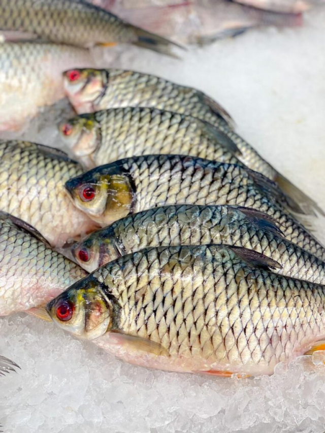 #bioflock #fish