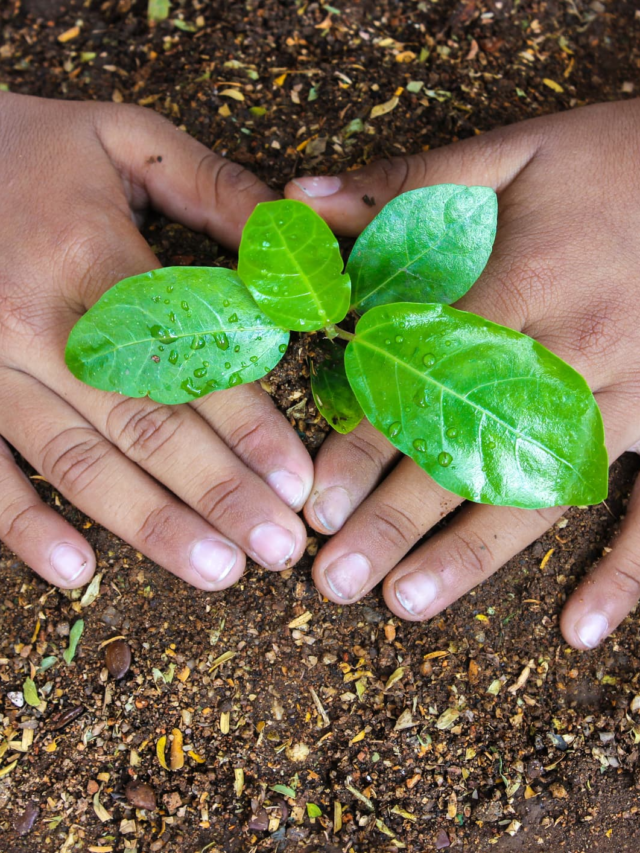 #WorldEnvironmentDay2024