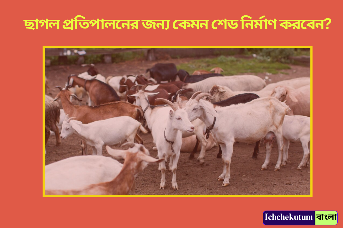 Goat Farming Goat Farming
