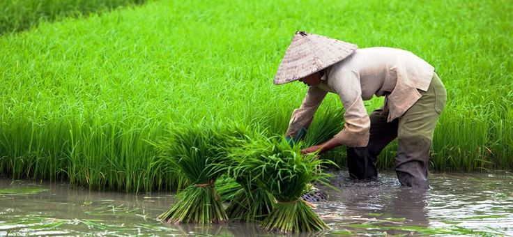 Kisan Credit Card Loan Kisan Credit Card Loan