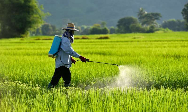 Paddy cultivation process in india Paddy cultivation process in india