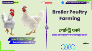 Broiler Poultry Farming in India