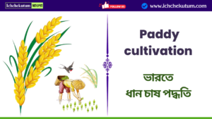 Paddy cultivation process in india
