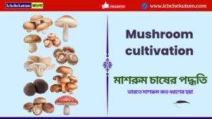 Types of mushroom cultivation in india