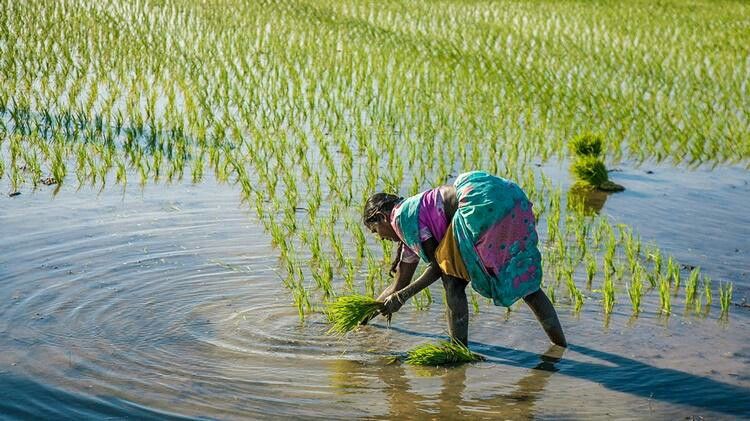Paddy cultivation process in india Paddy cultivation process in india