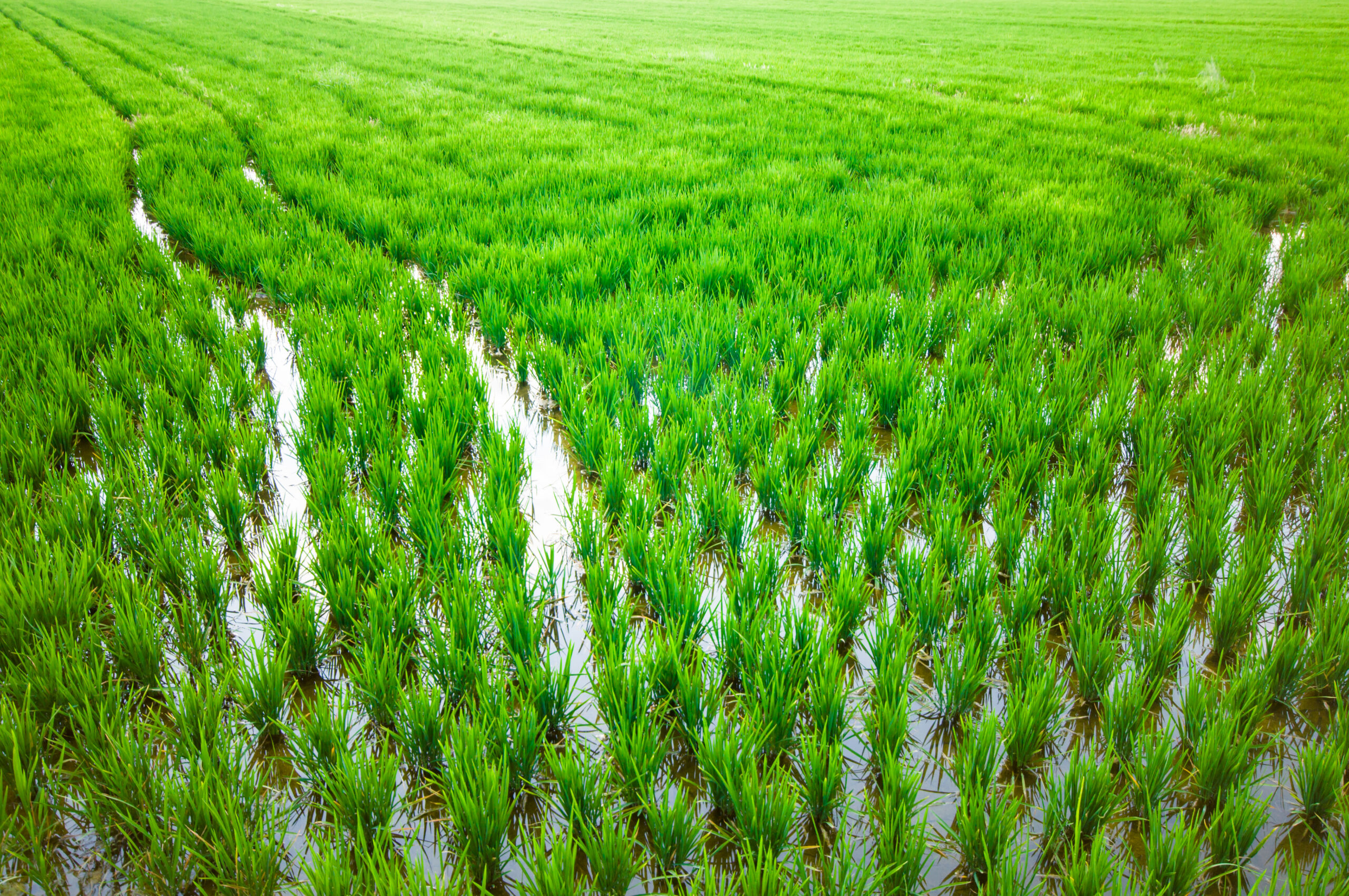 Paddy cultivation process in india Paddy cultivation process in india