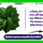 Betel Leaves Health Benefits। ৫ টাকার এই পাতা অমৃতের মতো, এটি বছরের পর বছর ধরে শরীরকে তরুণ রাখবে, বিশেষজ্ঞরা এটি খাওয়ার সঠিক উপায় জানিয়েছেন। Betel Leaves Health Benefits