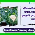 Cauliflower Farming Ideas। সঠিক কৌশল অবলম্বন করুন এবং ঘরে বসে ফুলকপি থেকে প্রচুর লাভ করুন Cauliflower Farming Ideas
