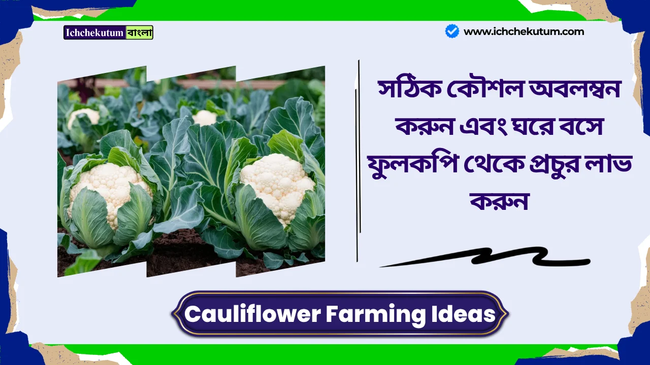 Cauliflower Farming Ideas