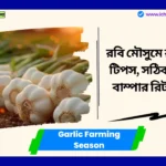 Garlic Farming Season