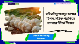 Garlic Farming Season