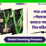 Onion Farming Process। মাত্র একটি ভুল পেঁয়াজের লাভ কমাতে পারে, জেনে নিন সঠিক উপায় Onion Farming Process