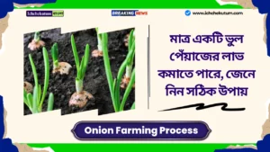 Onion Farming Process