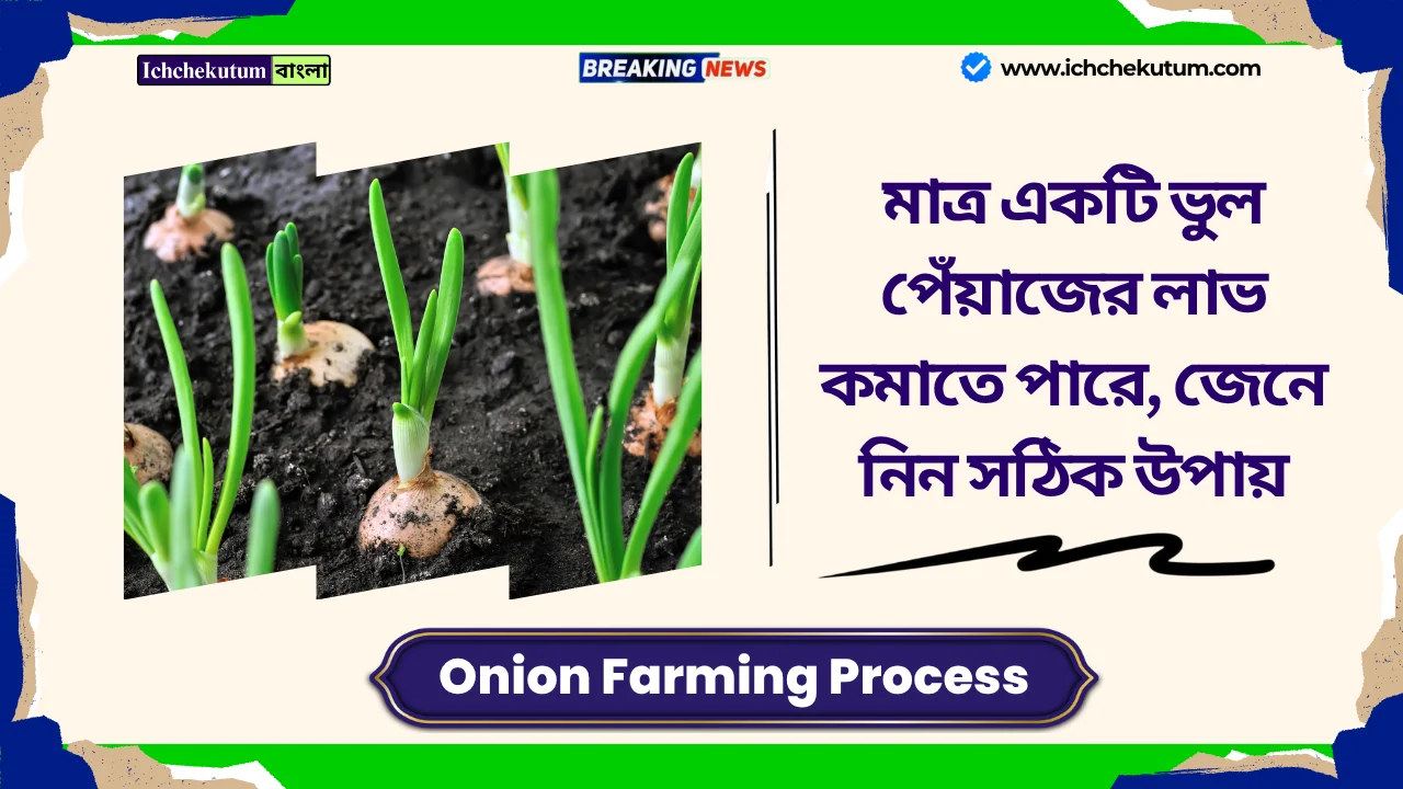 Onion Farming Process