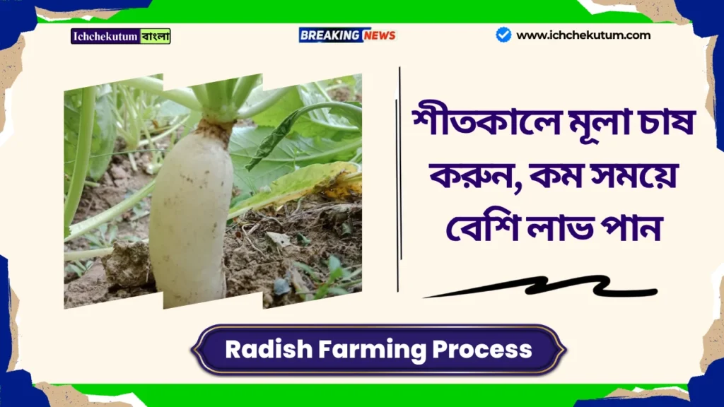 Radish Farming Process