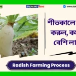 Radish Farming Process। শীতকালে মূলা চাষ করুন, কম সময়ে বেশি লাভ পান Radish Farming Process