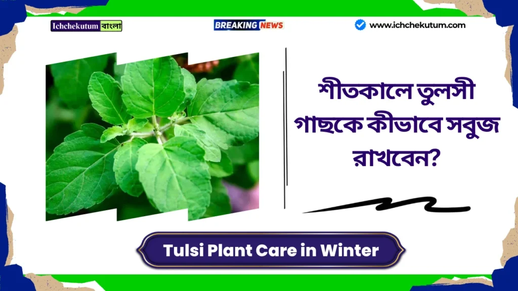 Tulsi Plant Care