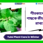 Tulsi Plant Care in Winter। শীতকালে তুলসী গাছকে কীভাবে সবুজ রাখবেন? এই ৩টি জিনিস গাছকে সবুজ রাখবে। Tulsi Plant Care