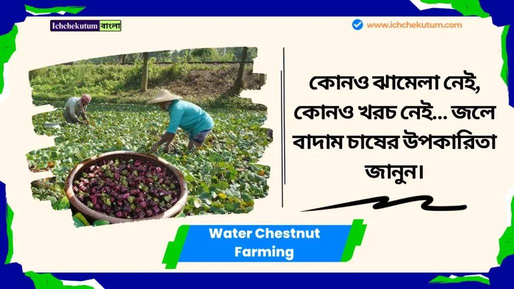 Water Chestnut Farming