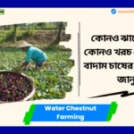 Water Chestnut Farming