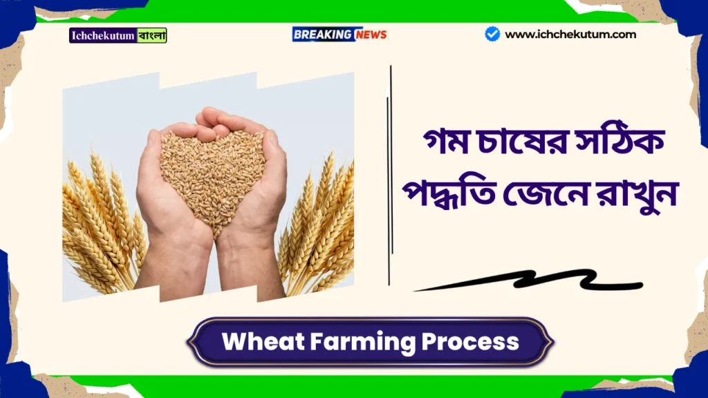 Wheat Farming Process