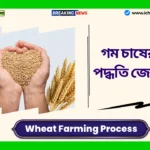 Wheat Farming Process। ফসলের ব্যর্থতার আর ভয় নেই, এই সহজ ব্যবস্থাগুলি গ্রহণ করুন এবং ছত্রাক থেকে গমকে রক্ষা করুন Wheat Farming Process