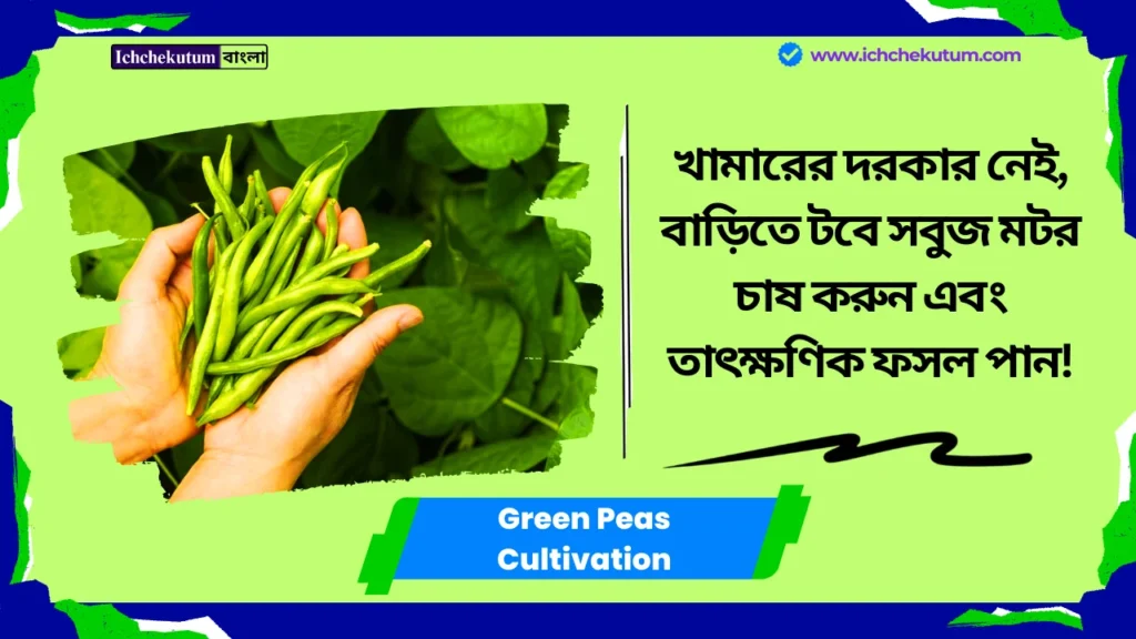 Green Peas Cultivation