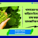 Green Peas Cultivation