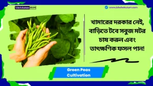 Green Peas Cultivation
