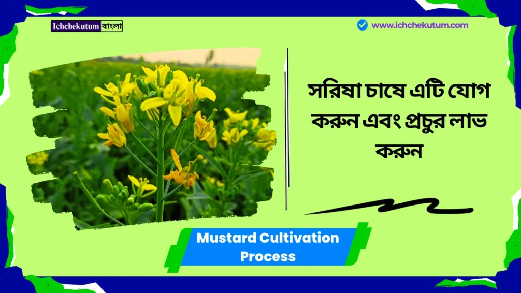 Mustard Cultivation Process