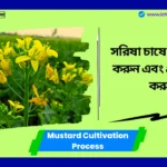 Mustard Cultivation Process