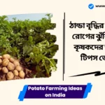 Potato Farming Ideas