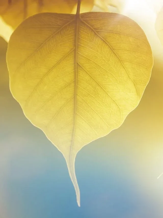 ইনস্টাগ্রামে ভাইরাল এই ভিডিওটির ভয়াবহ সত্য জেনে আপনি অবাক হবেন।