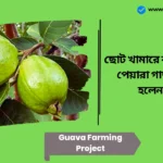 Guava Farming Project