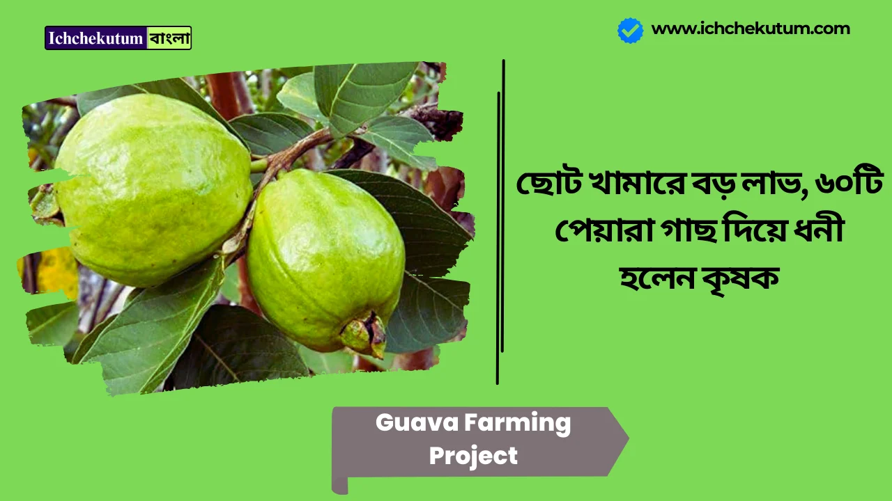 Guava Farming Project