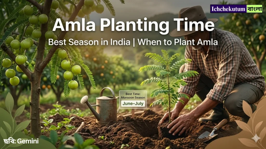 Amla Planting Time in India