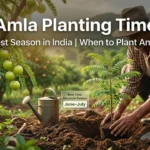 Amla Planting Time in India