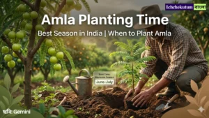 Amla Planting Time in India