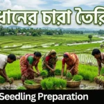Rice Seedling Preparation
