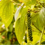 গাছেই ফলবে ‘কালো সোনা’: Black Pepper Farming Process ও সহজ পরিচর্যা Black Pepper Farming Process