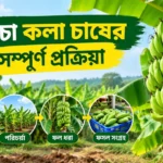 Green Banana Farming Process: কাঁচকলা চাষে দ্বিগুণ লাভের গোপন কৌশল Green Banana Farming Process