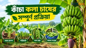Green Banana Farming Process