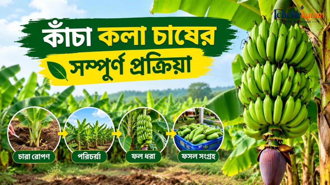 Green Banana Farming Process