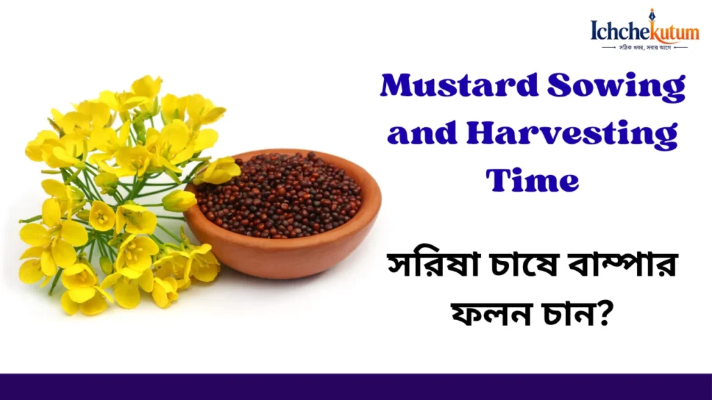 Mustard Sowing and Harvesting Time