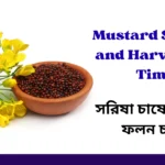 Mustard Sowing and Harvesting Time